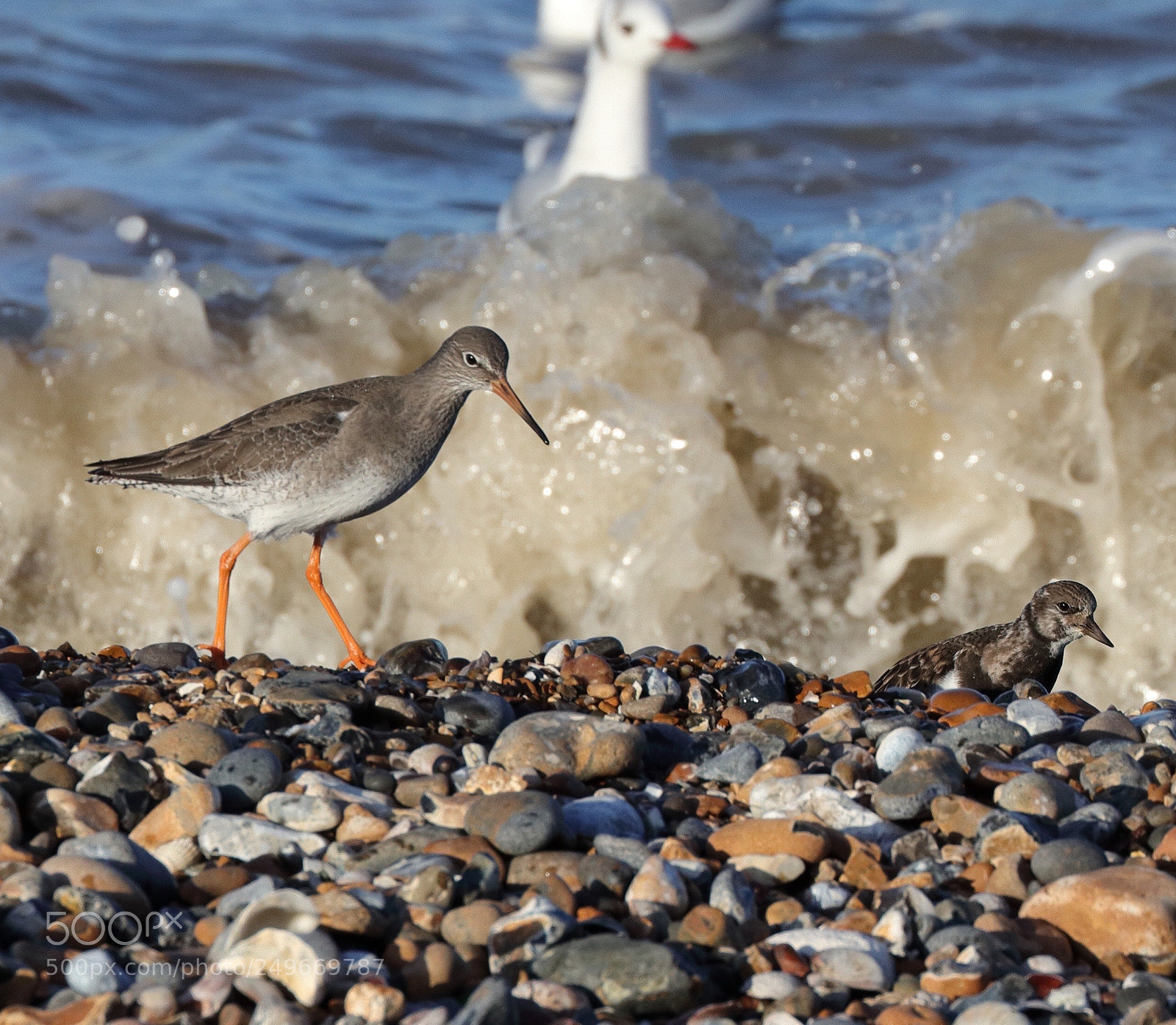 Canon EOS 80D sample photo. Shoreline regulars photography