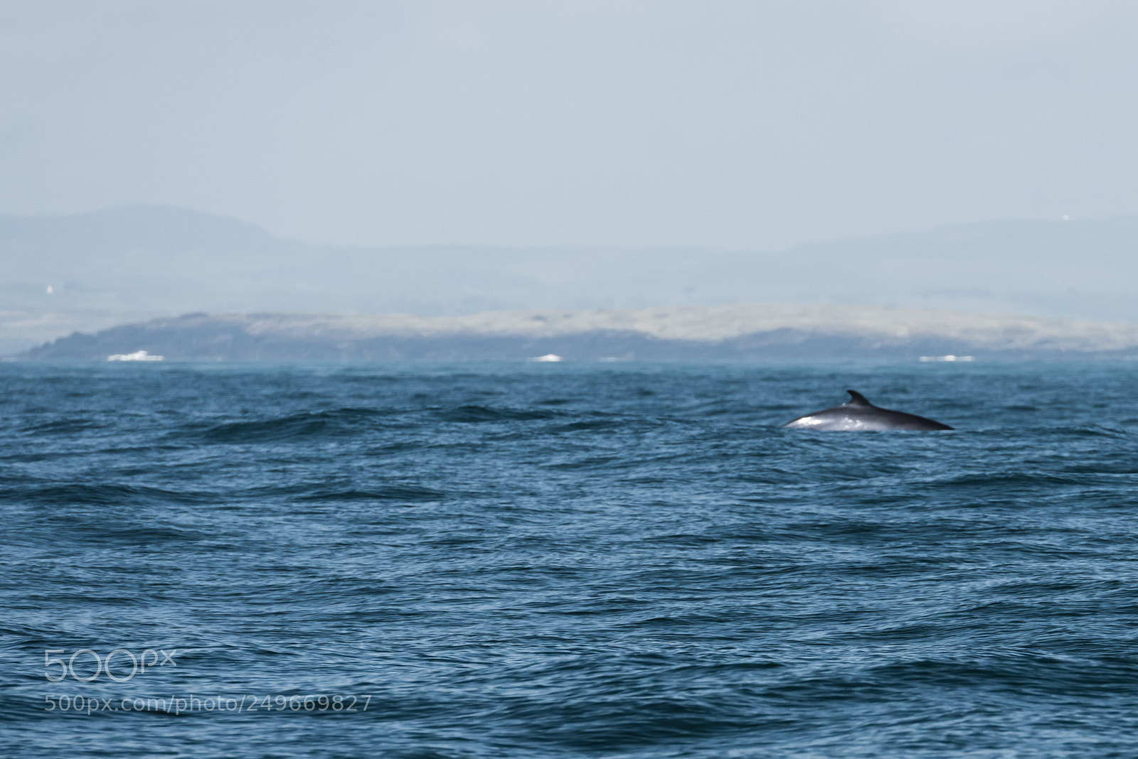 Nikon D810 sample photo. Minke whale feeding near photography