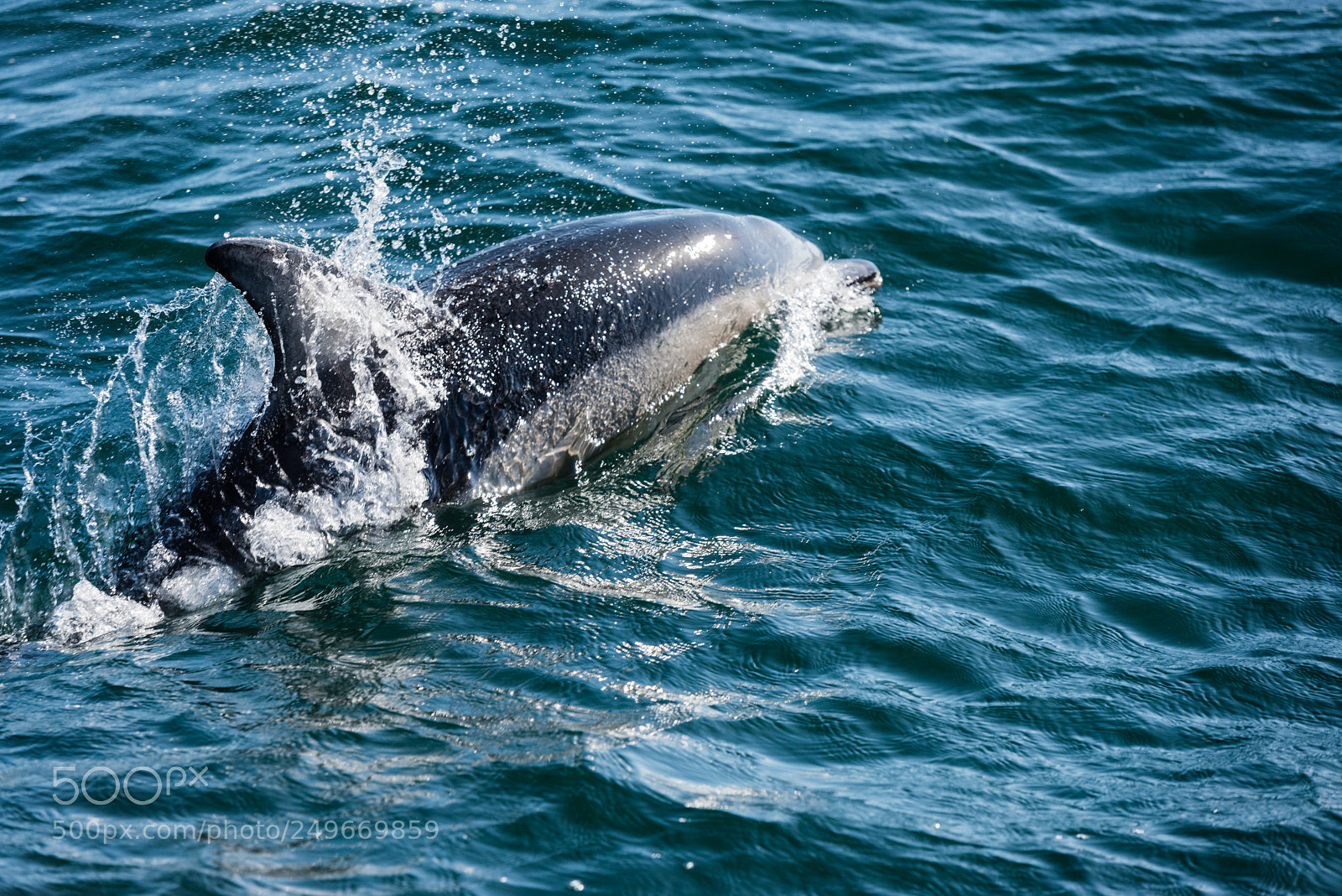 Nikon D810 sample photo. Dolphin riding the bow photography