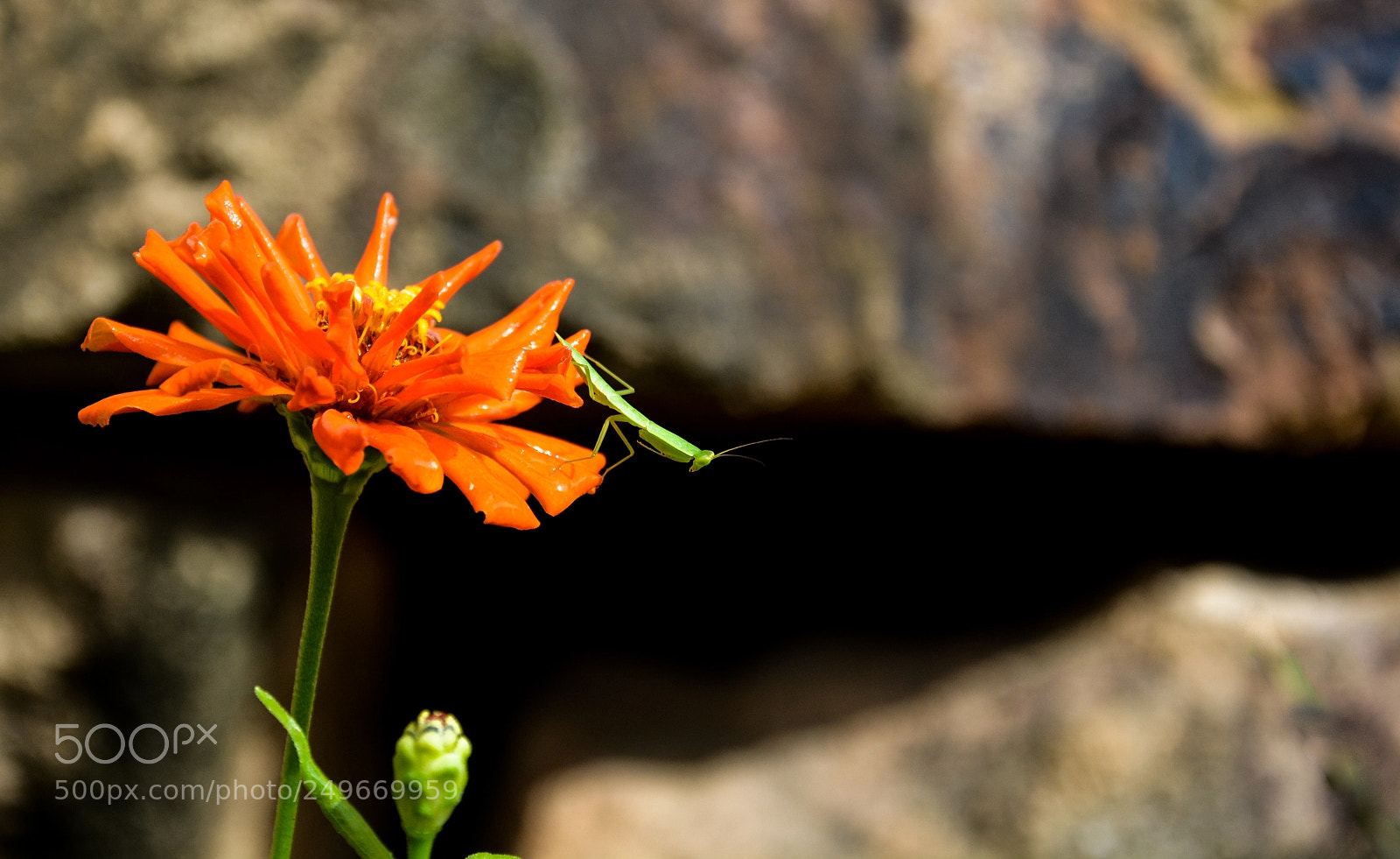 Nikon D5200 sample photo. Praying mantis photography