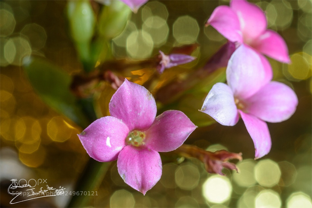 Nikon D800E sample photo. Macroflawer photography
