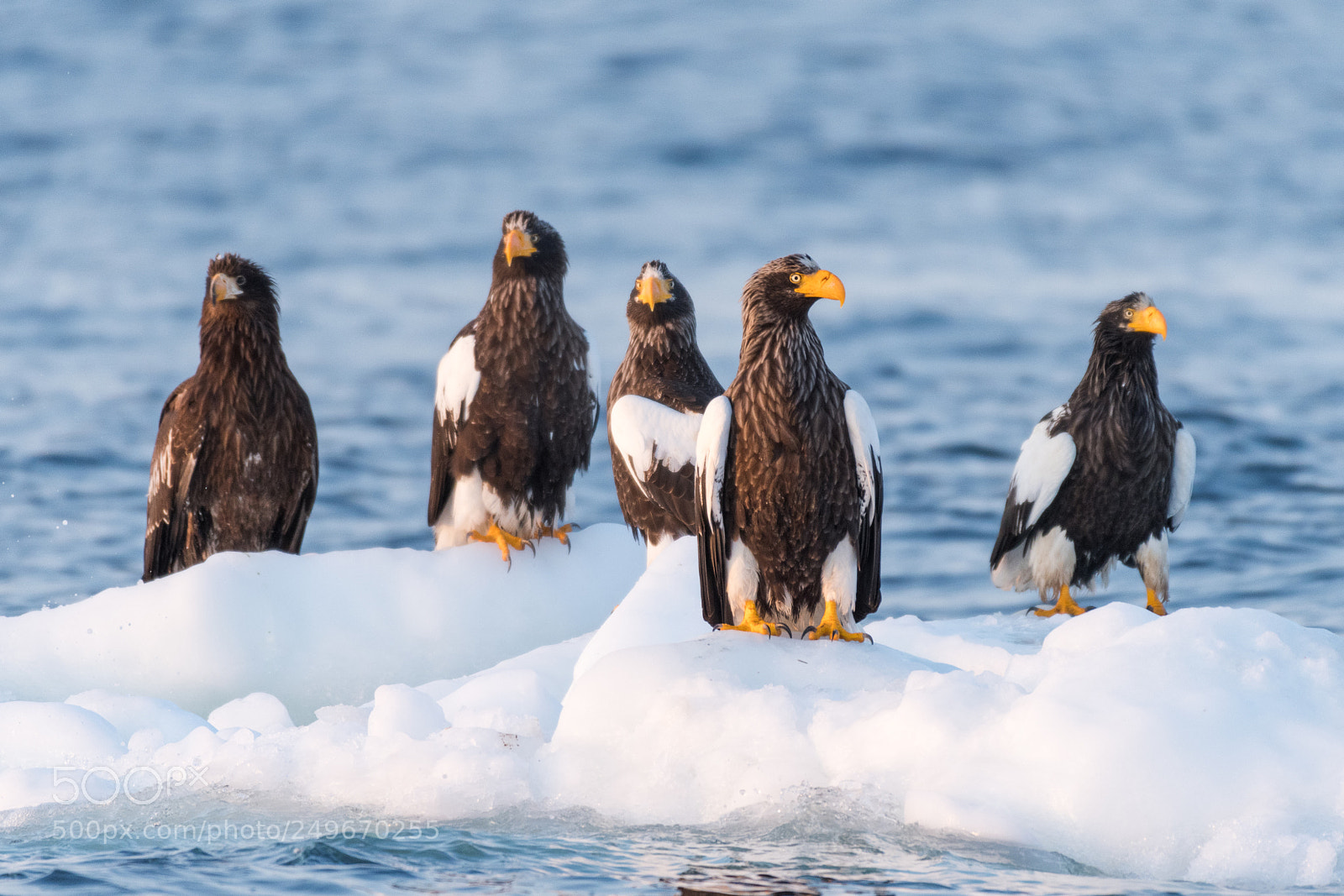 Nikon D500 sample photo. Eagle posse photography