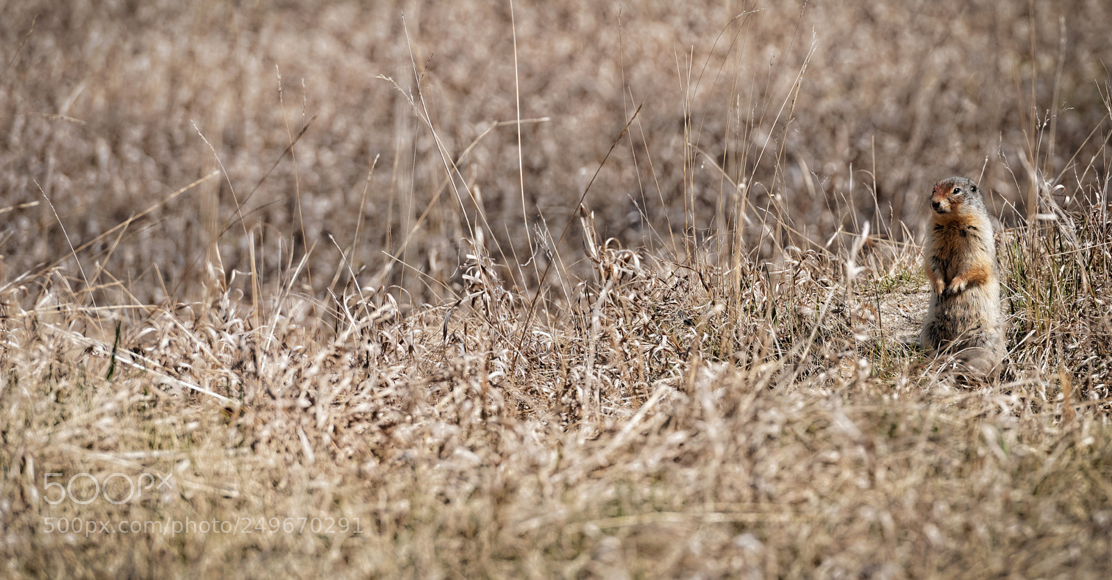 Nikon D600 sample photo. Alan the ground squirrel photography