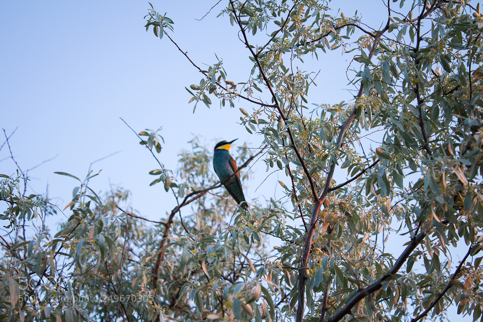 Canon EOS 600D (Rebel EOS T3i / EOS Kiss X5) sample photo. Wild bird photography