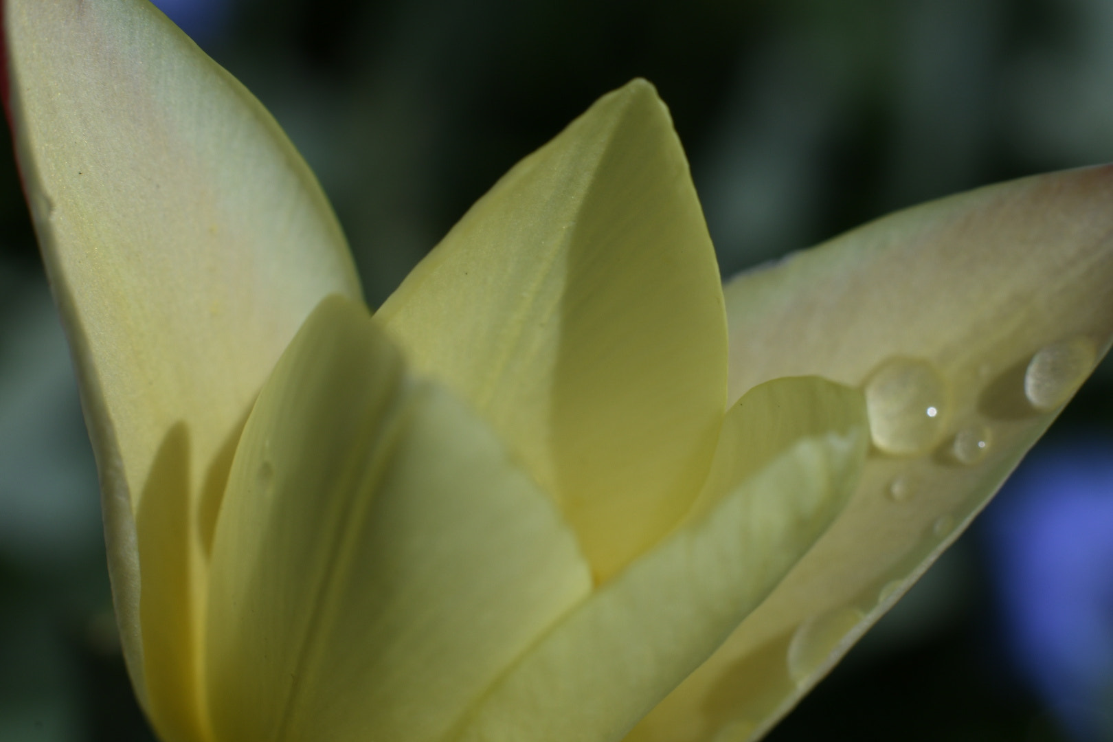 Nikon D7500 + Nikon AF-S Nikkor 50mm F1.8G sample photo. Little lemon drop photography