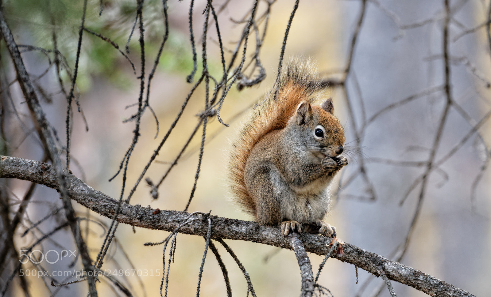 Nikon D600 sample photo. American red squirrel photography
