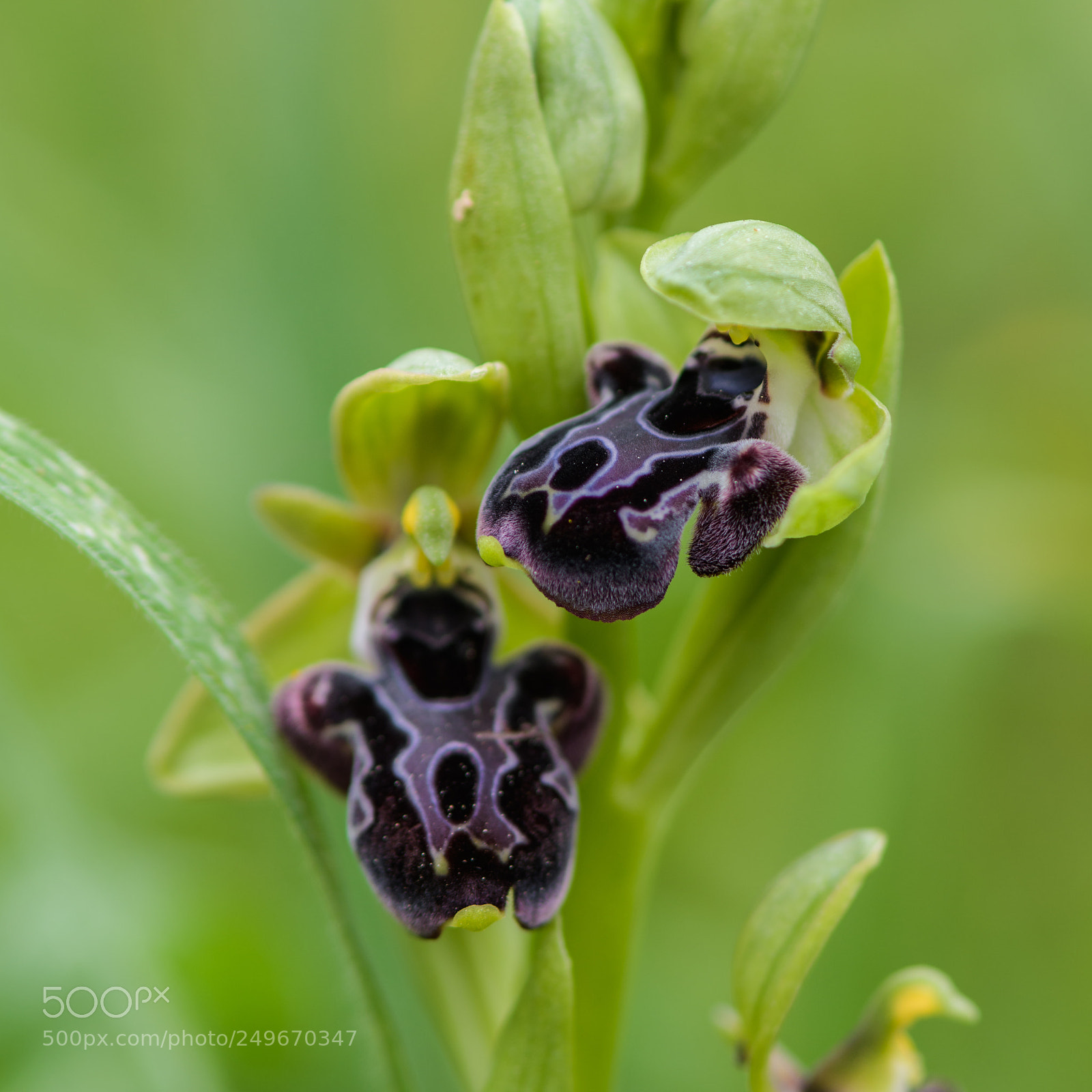 Nikon D7500 sample photo. Ophrys kotschyi photography