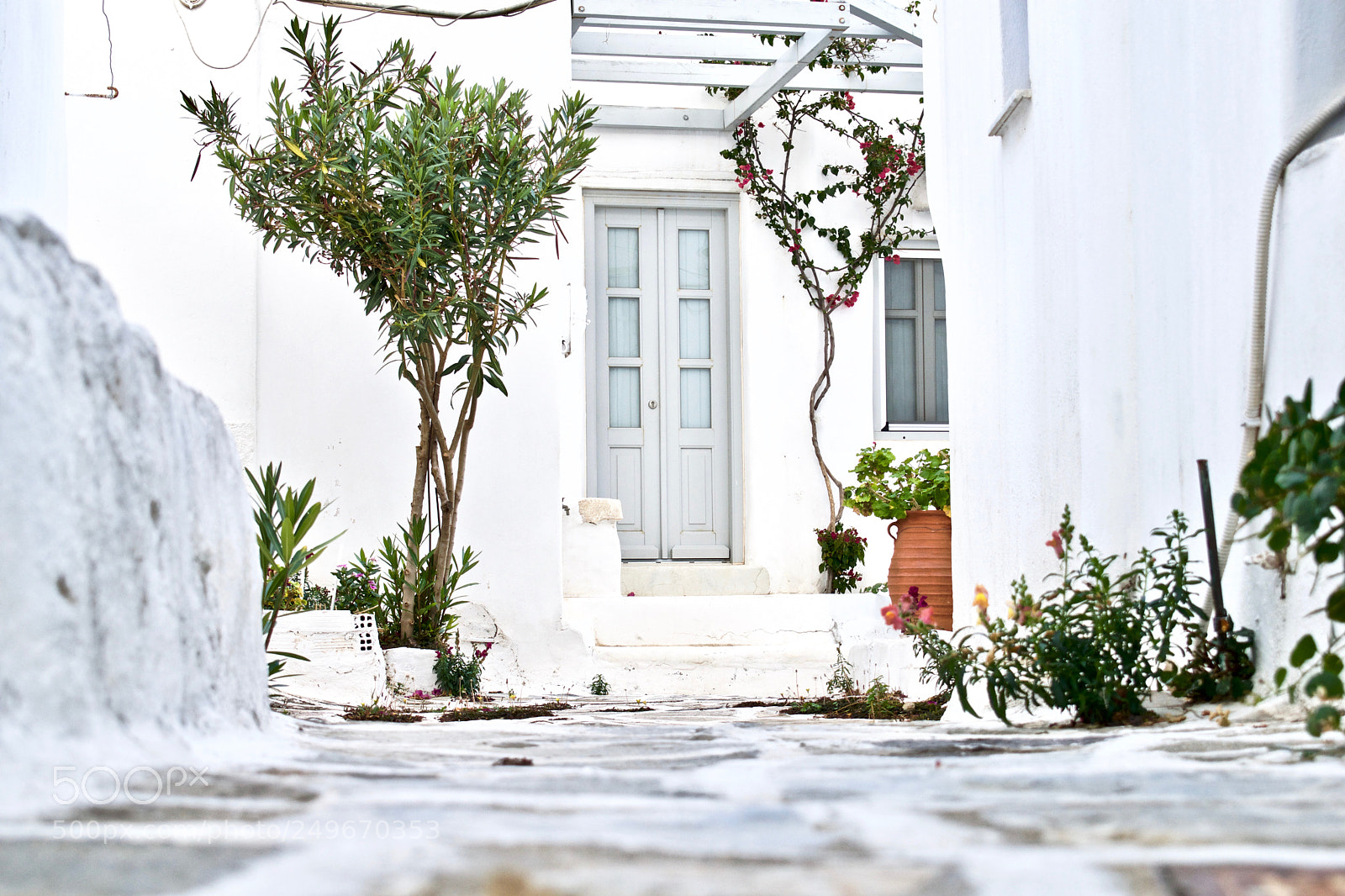 Nikon D3300 sample photo. White stone olive tree photography
