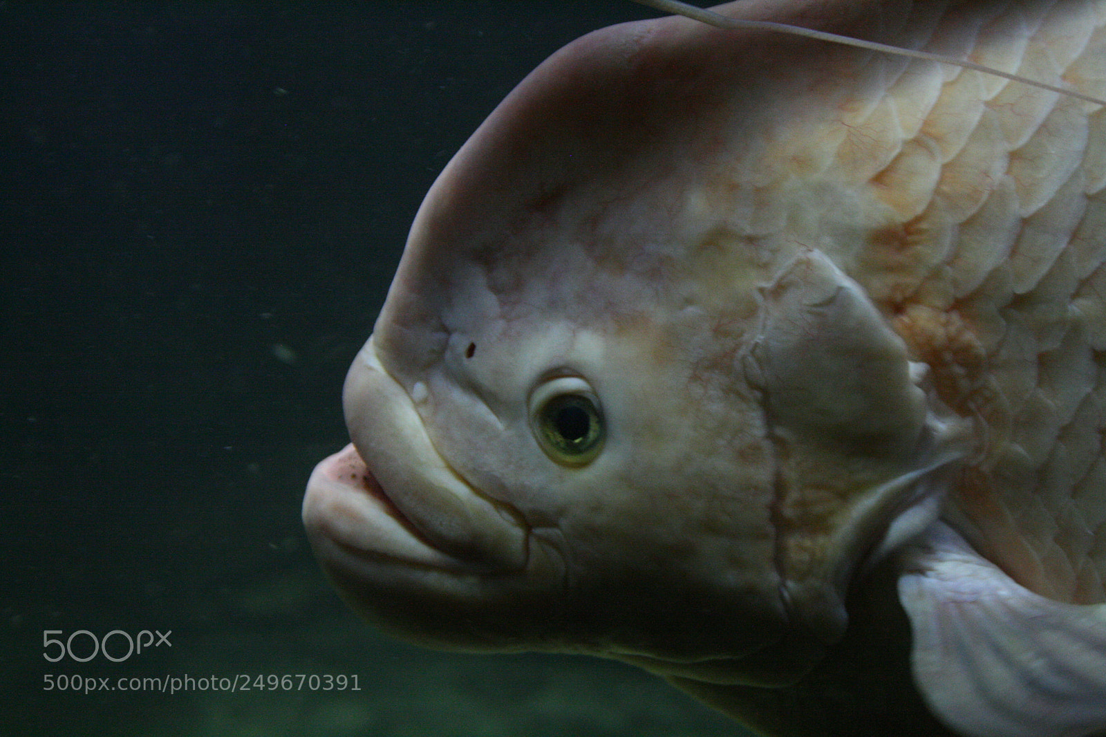 Canon EF-S 18-55mm F3.5-5.6 II sample photo. Closeup fish photography