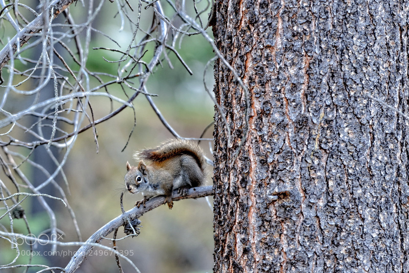 Nikon D600 sample photo. American red squirrel photography