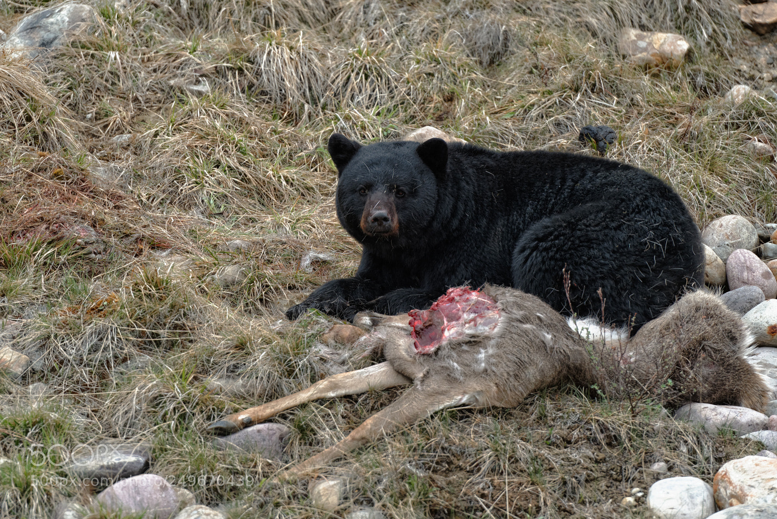 Nikon D600 sample photo. Black bear photography