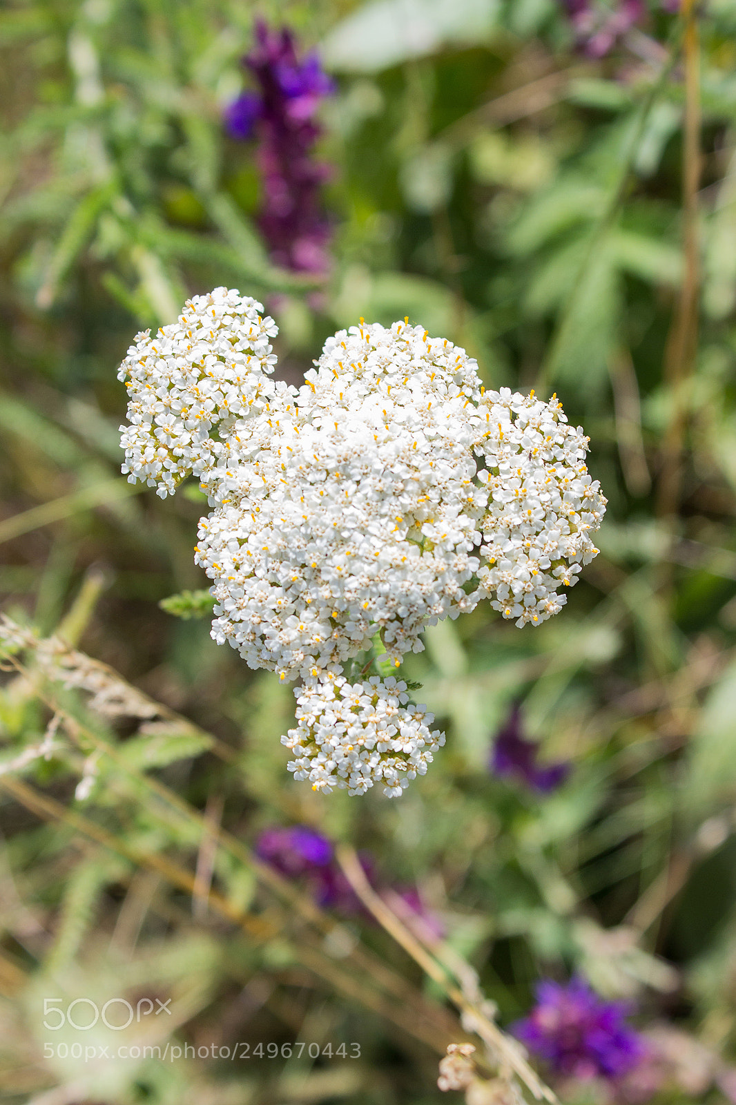 Canon EOS 600D (Rebel EOS T3i / EOS Kiss X5) sample photo. Herbal photography