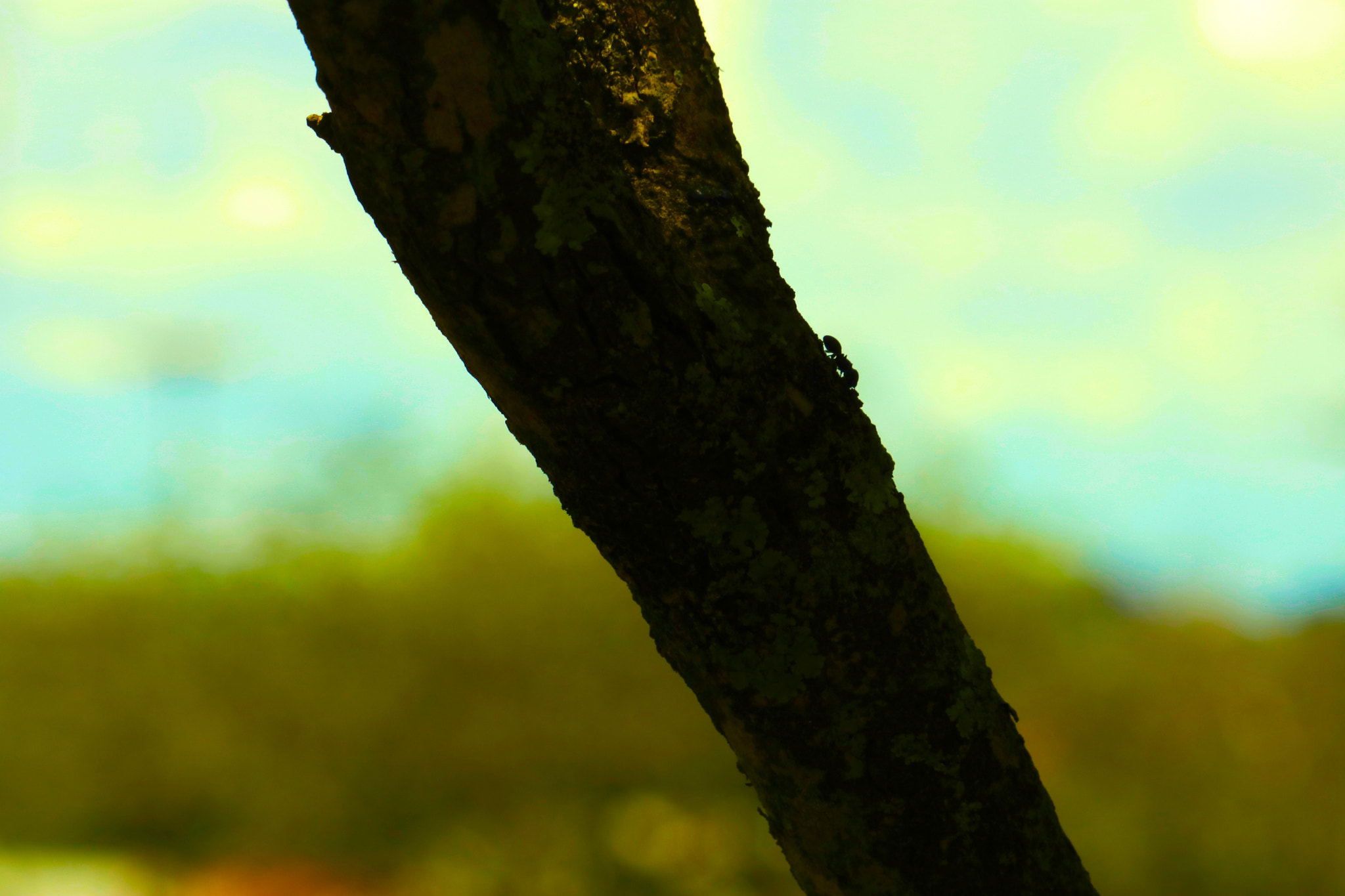 Canon EF-S 55-250mm F4-5.6 IS STM sample photo. Formiga photography