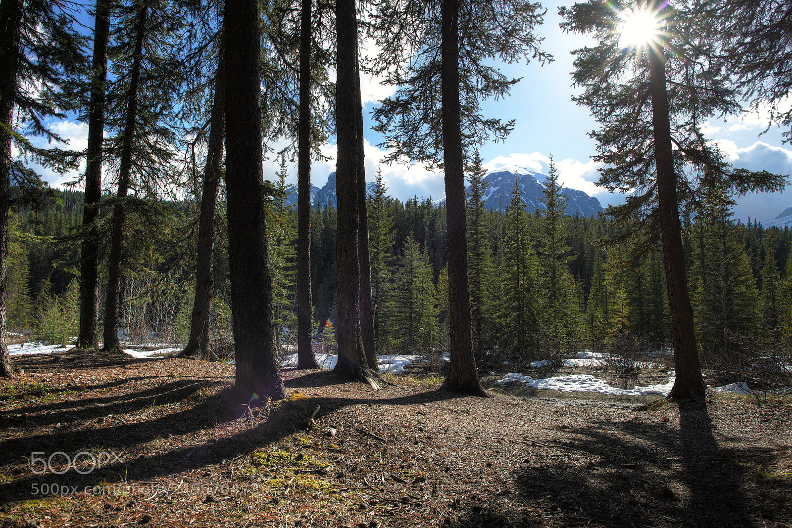 Nikon D600 sample photo. View at bow river photography