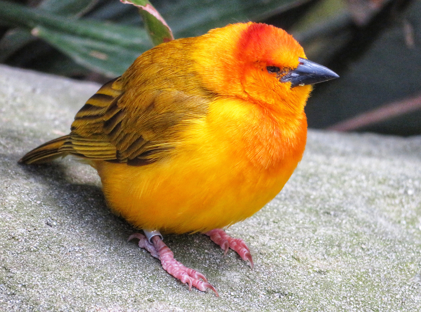 Canon PowerShot SX720 HS sample photo. Taveta golden weaver photography