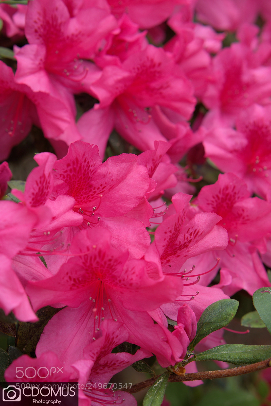 Sony a6000 sample photo. Azaleas photography