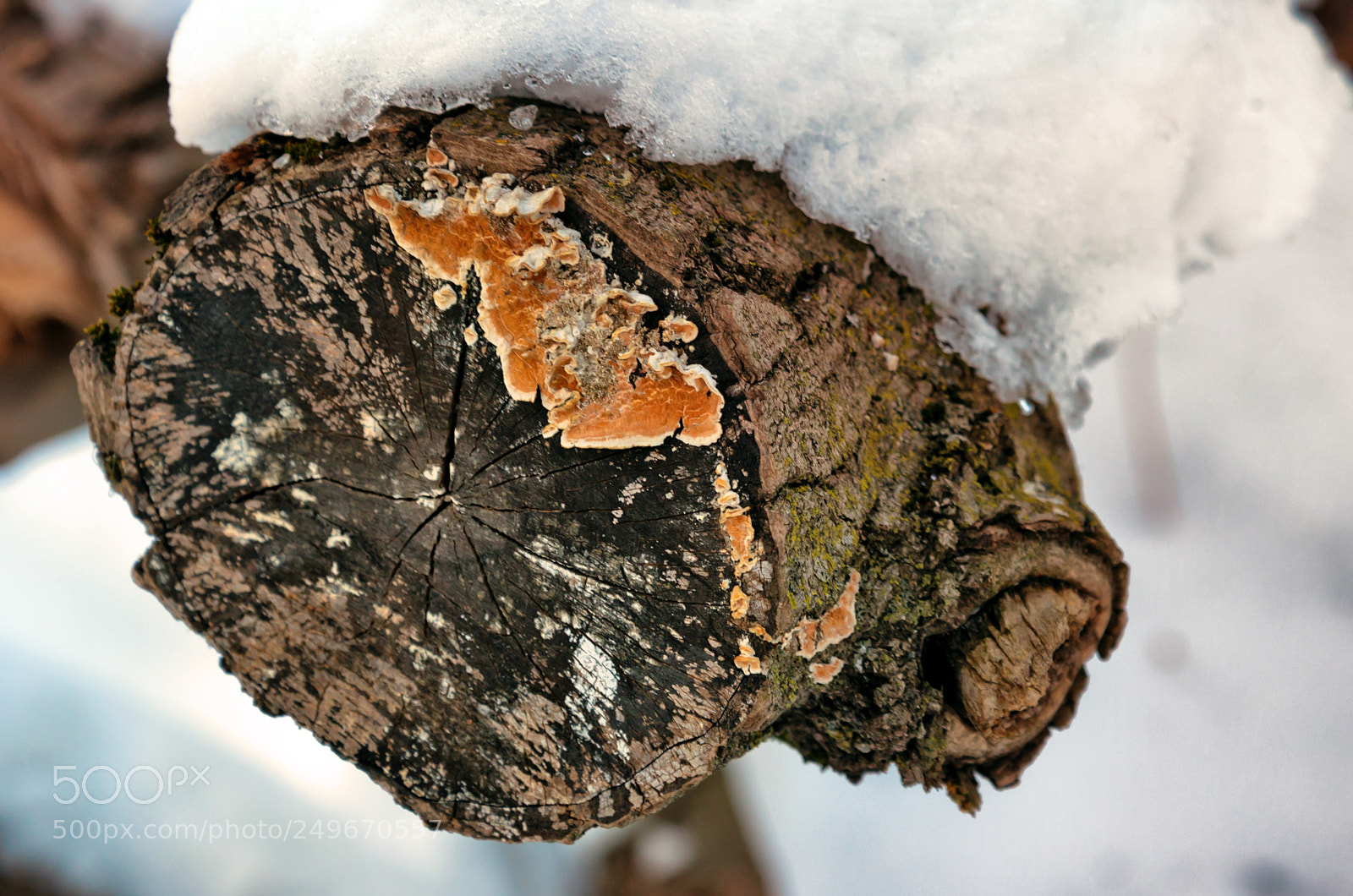 Nikon D610 sample photo. Colors of spring photography