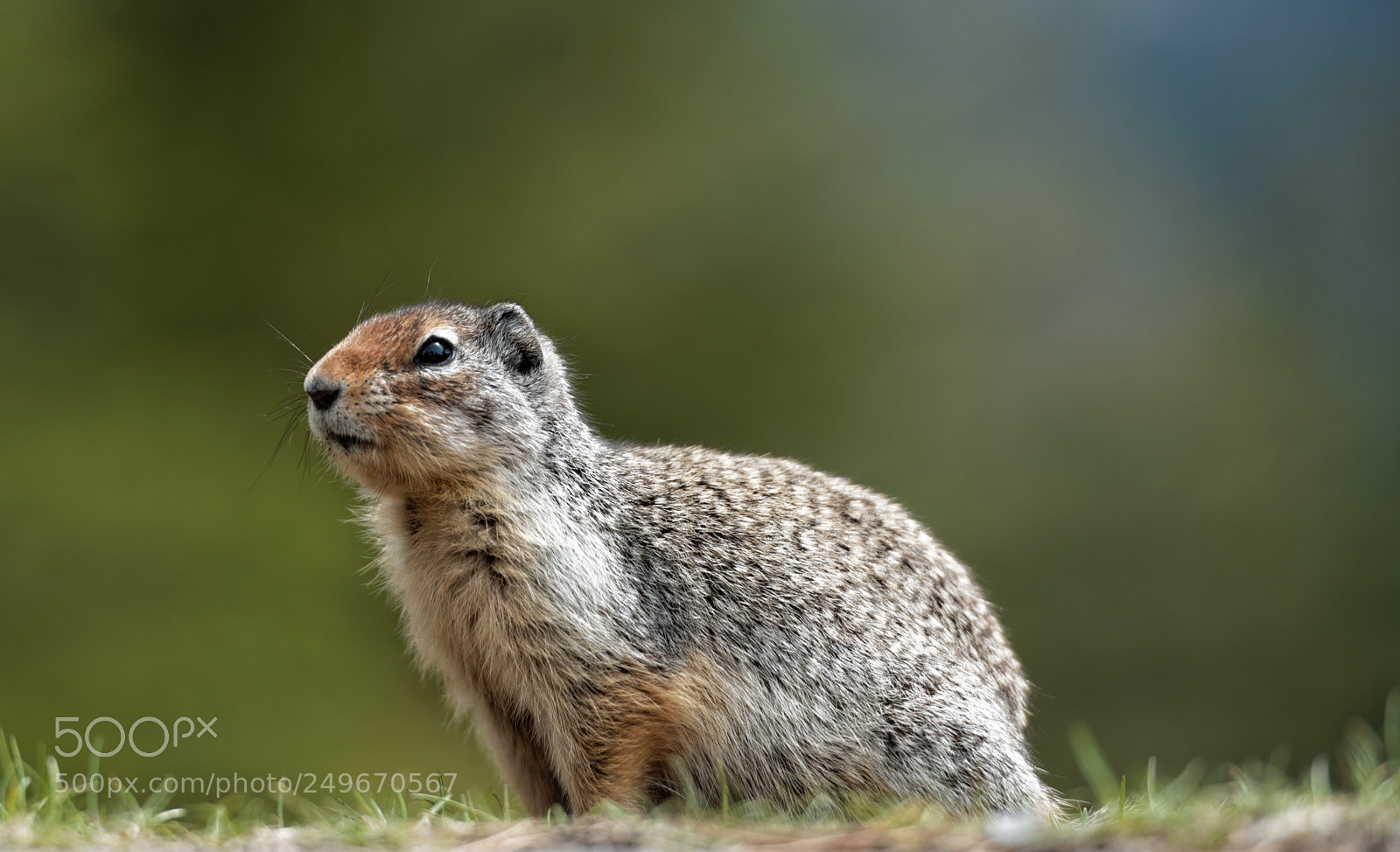 Nikon D600 sample photo. Ground squirrel photography