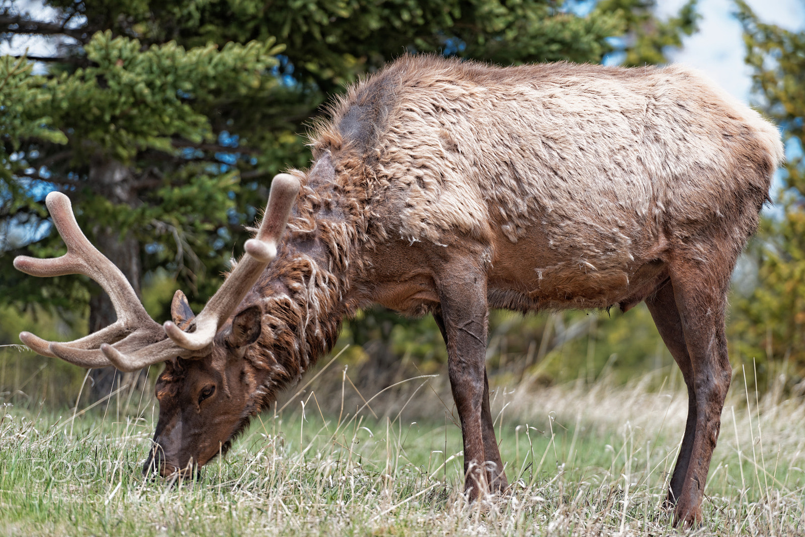 Nikon D600 sample photo. Caribou near banff photography