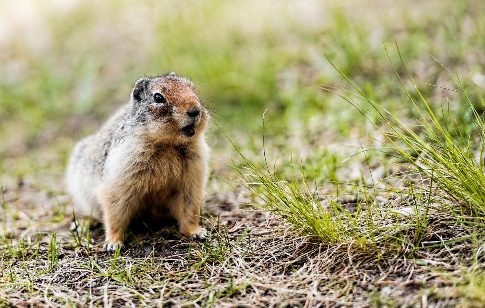 Nikon D600 sample photo. Ground squirrel photography