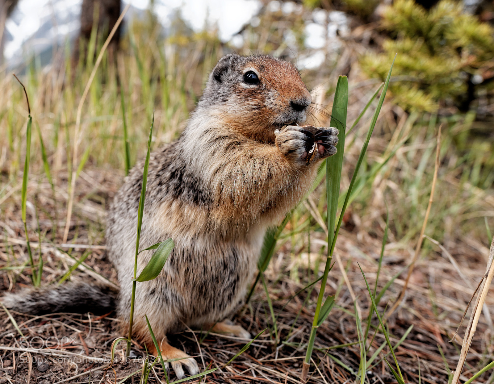 Nikon D600 sample photo. Ground squirrel photography