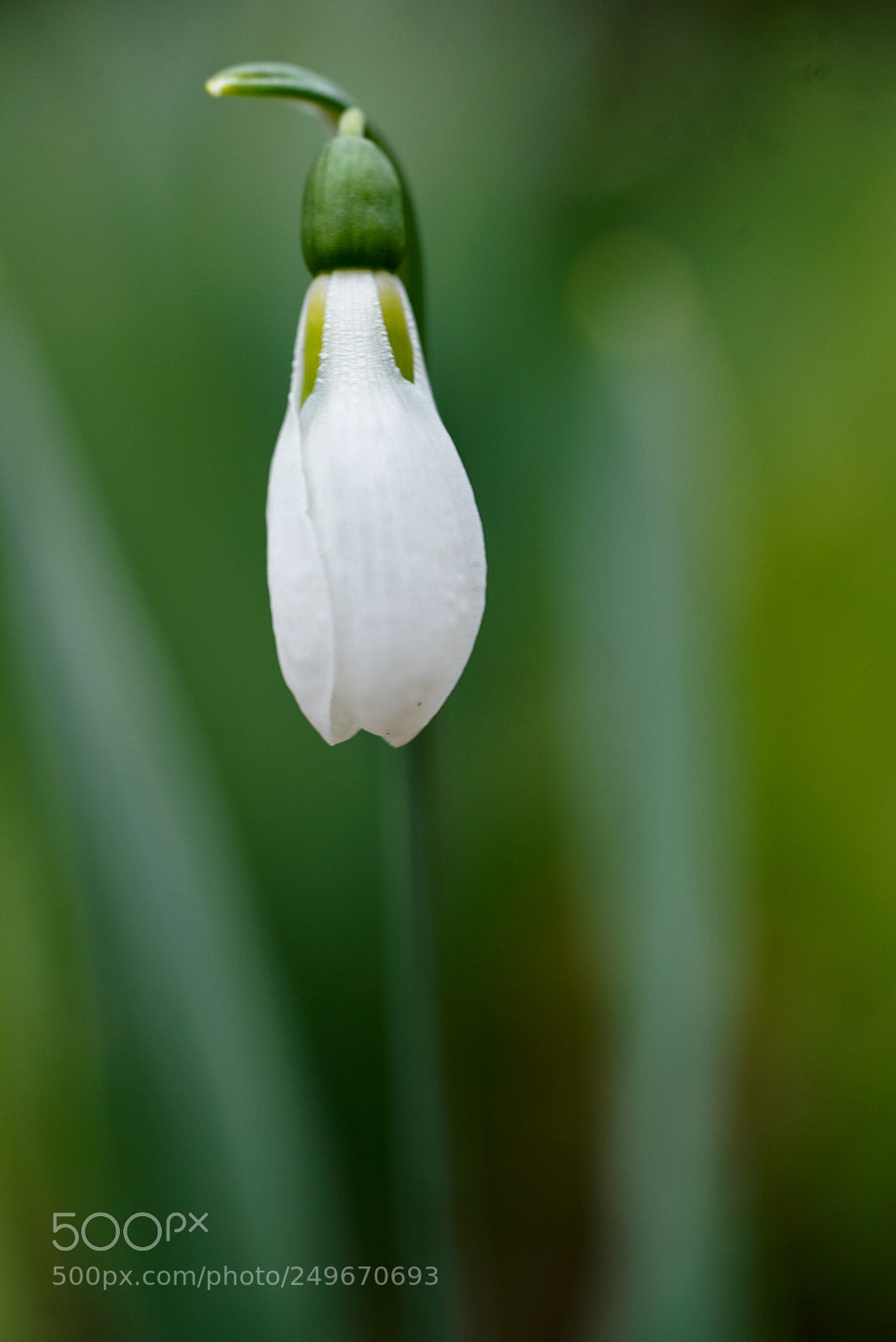 Sony a7R III sample photo. Snow drops photography