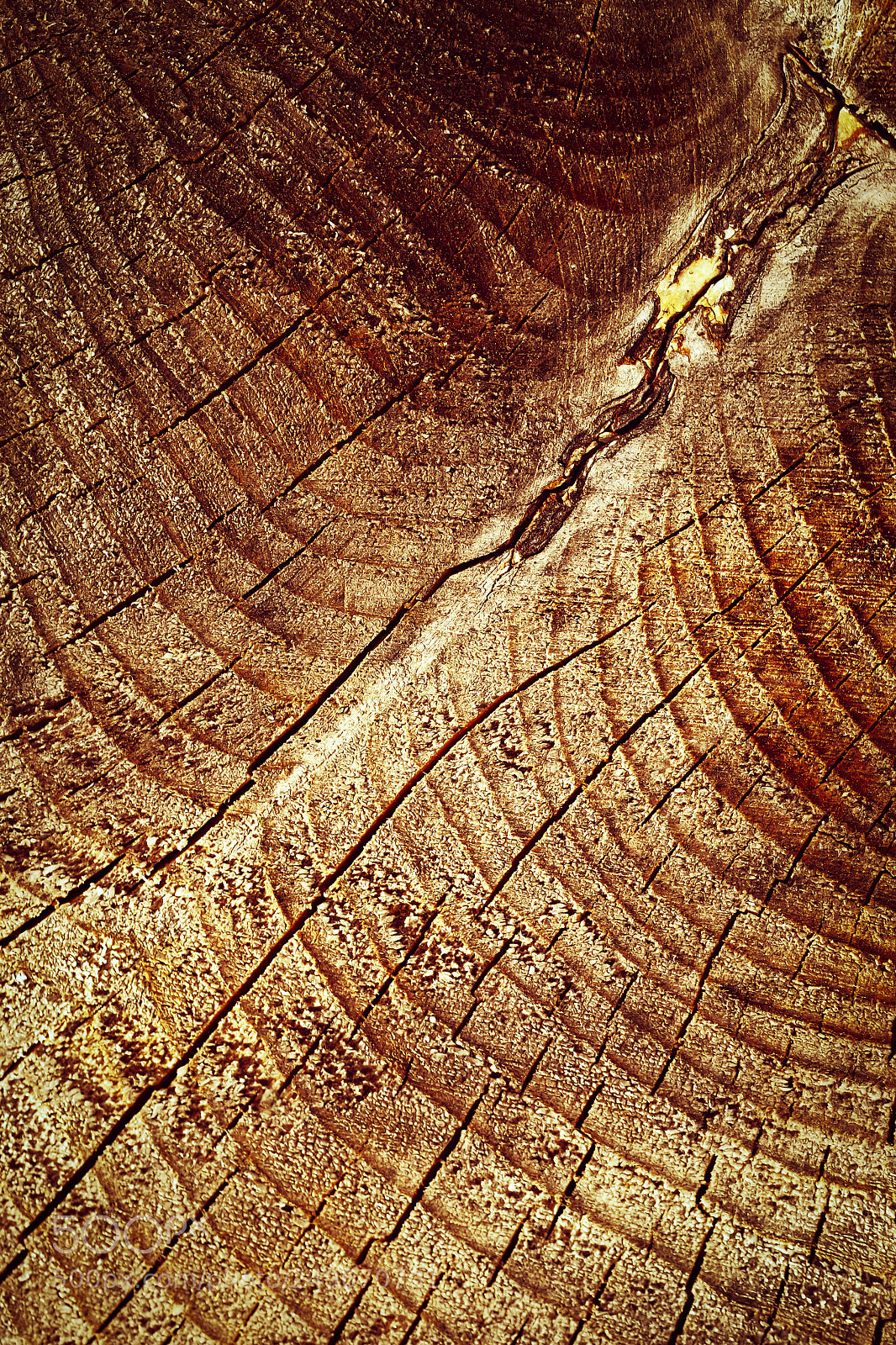 Nikon D5500 sample photo. Wooden texture detail photography