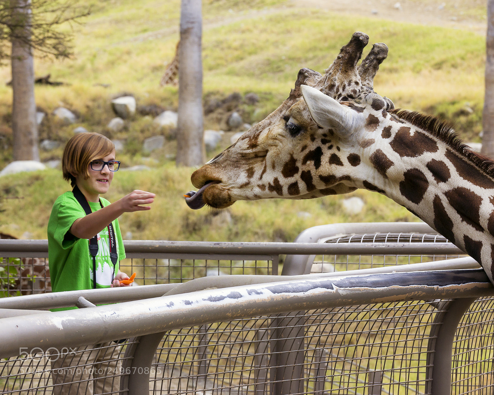 Canon EOS 60D sample photo. Hungry giraffe photography