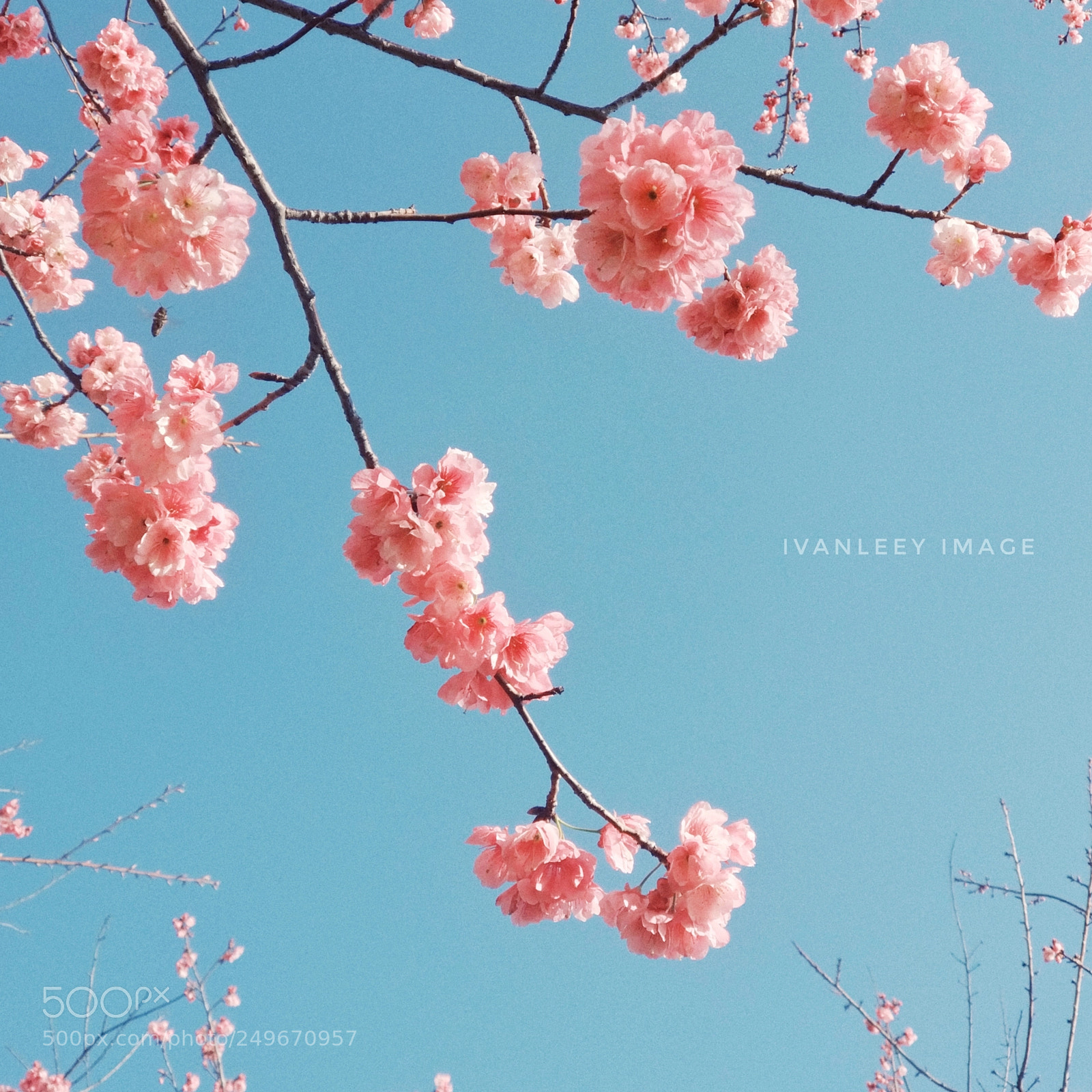 Xiaomi MI6 sample photo. Sakura photography