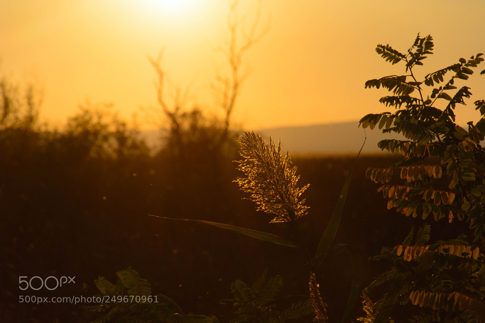 Nikon D5200 sample photo. Dusty evening in the photography