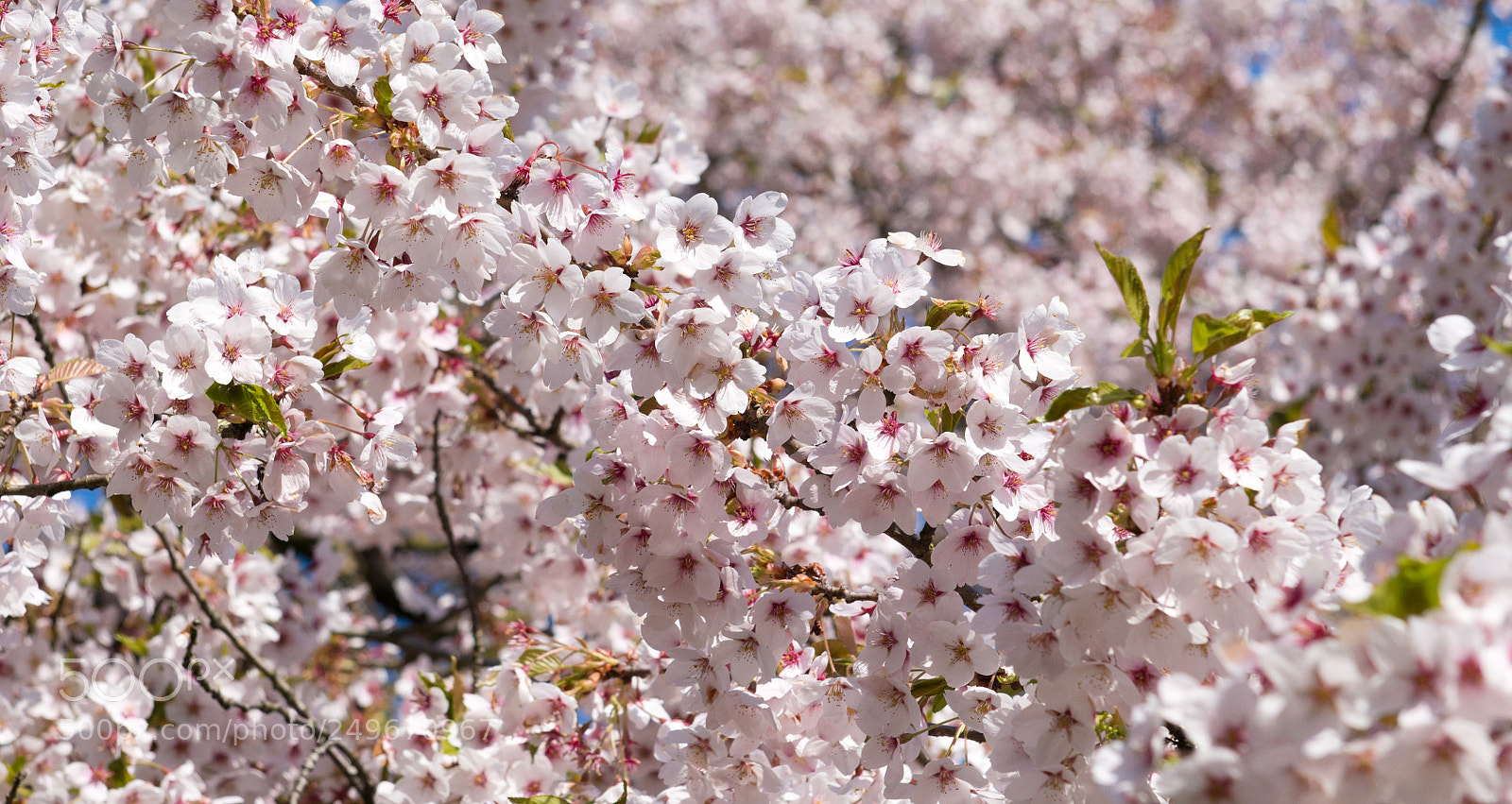 Nikon D800 sample photo. Spring blossoms photography