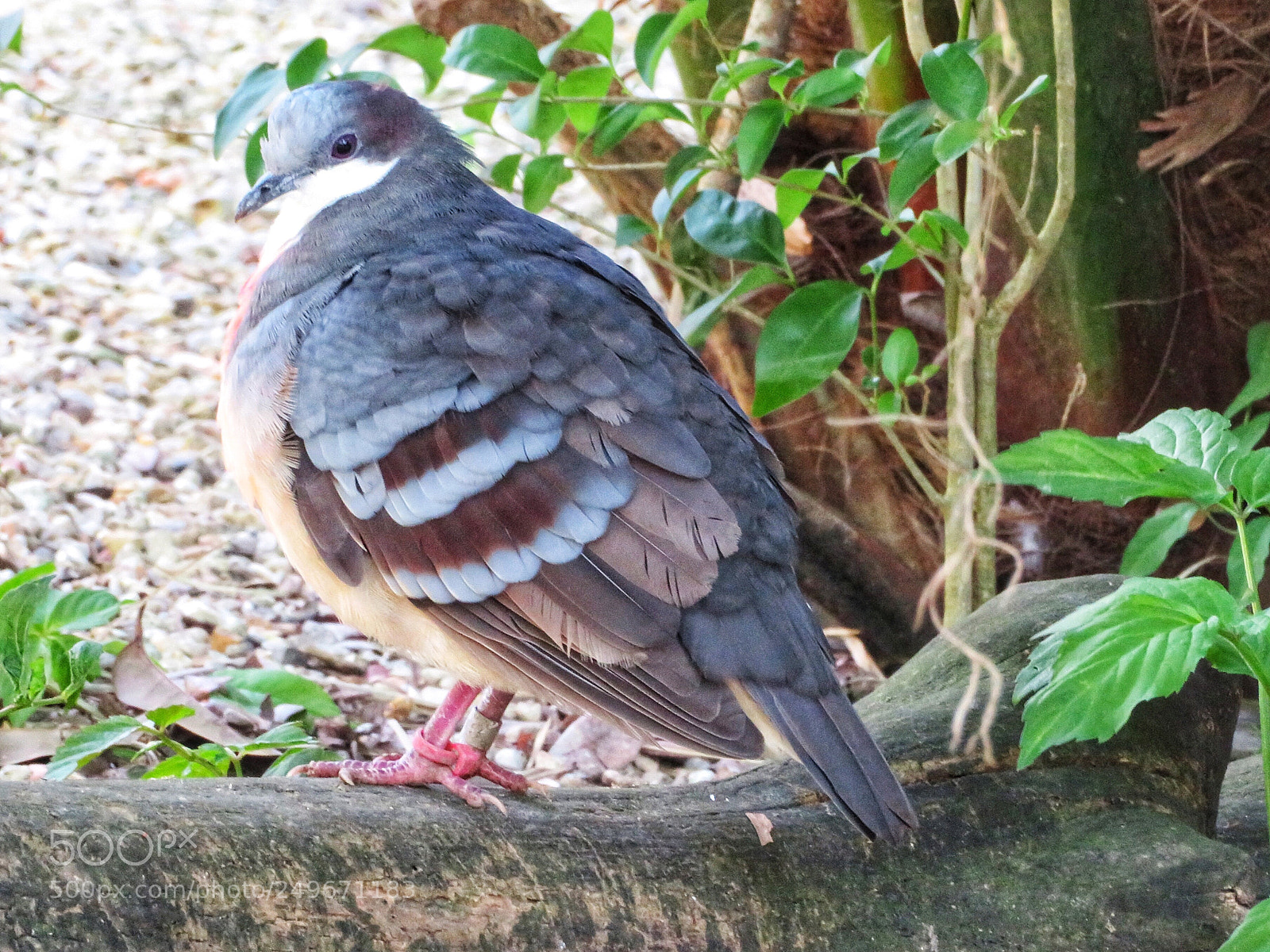 Canon PowerShot SX720 HS sample photo. Bleeding heart pigeon  photography
