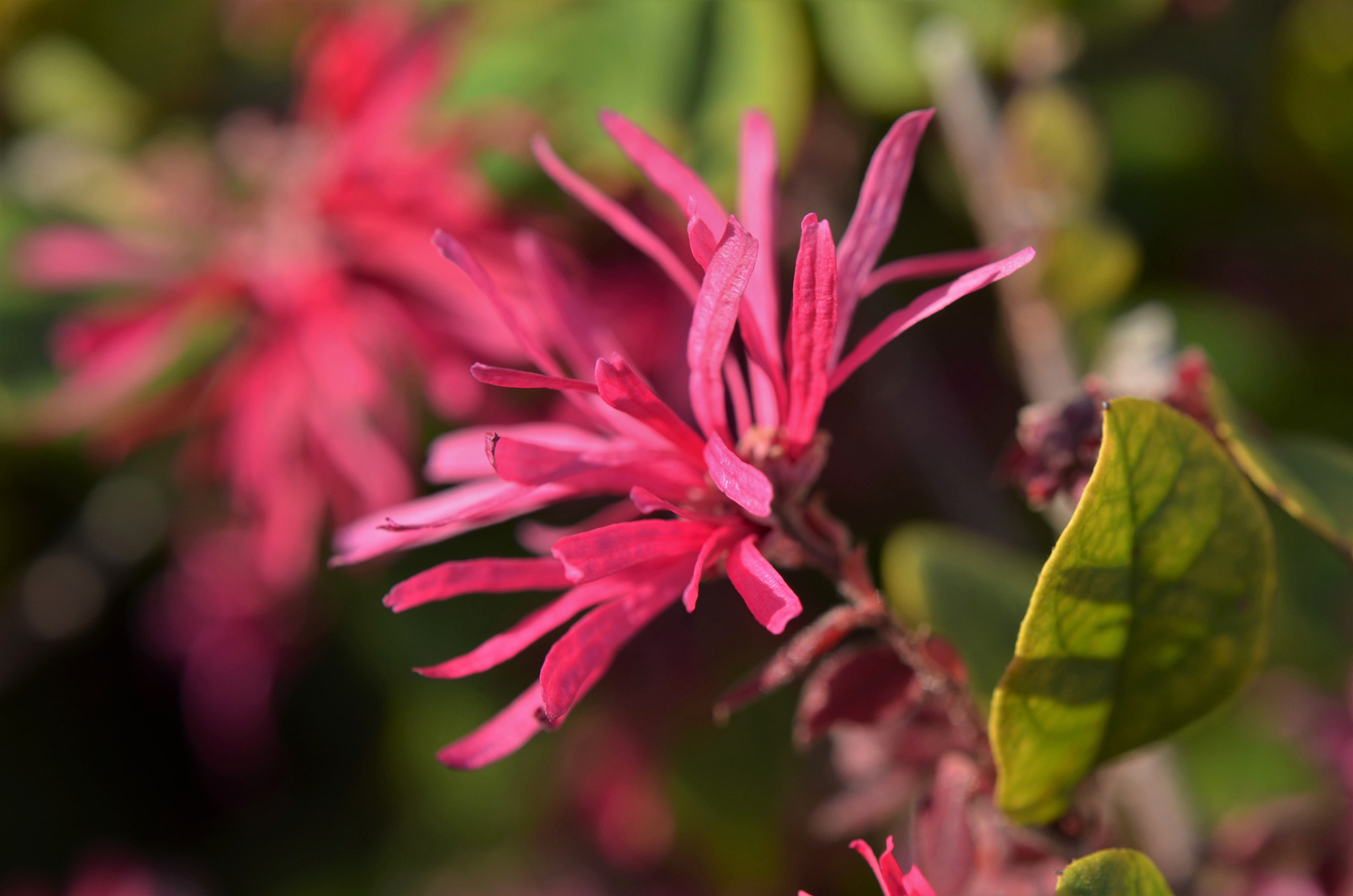 Nikon AF-S DX Micro-Nikkor 85mm F3.5G ED VR sample photo. Bush flower macro photography