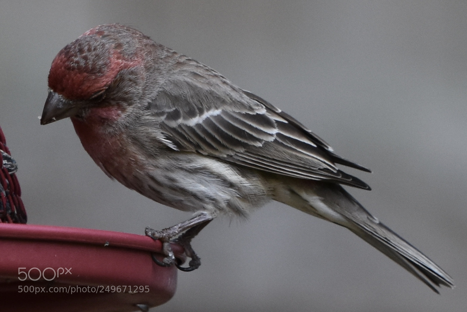 Nikon D7200 sample photo. Finch 1 photography