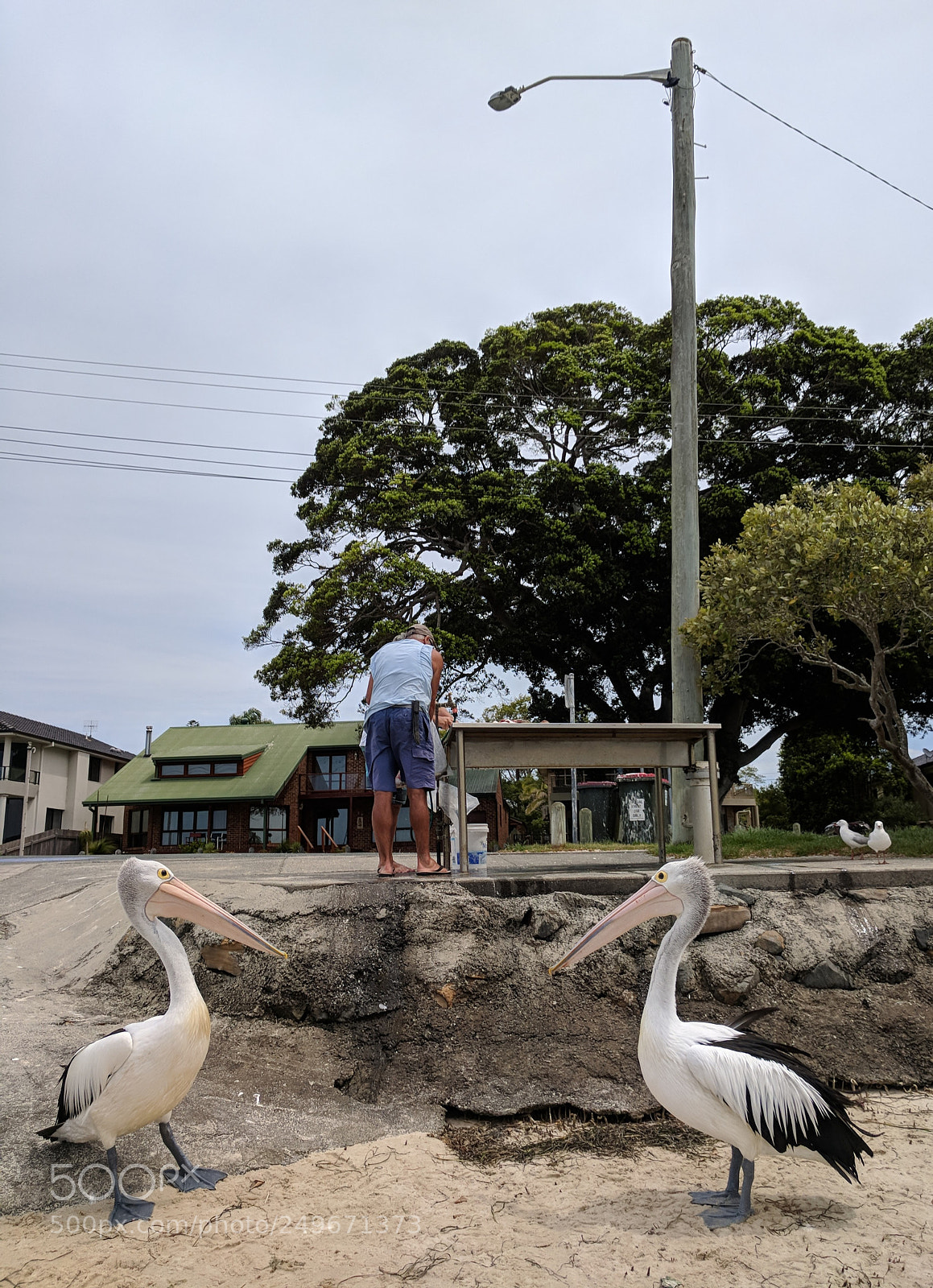 Google Pixel sample photo. Hungry pelicans photography