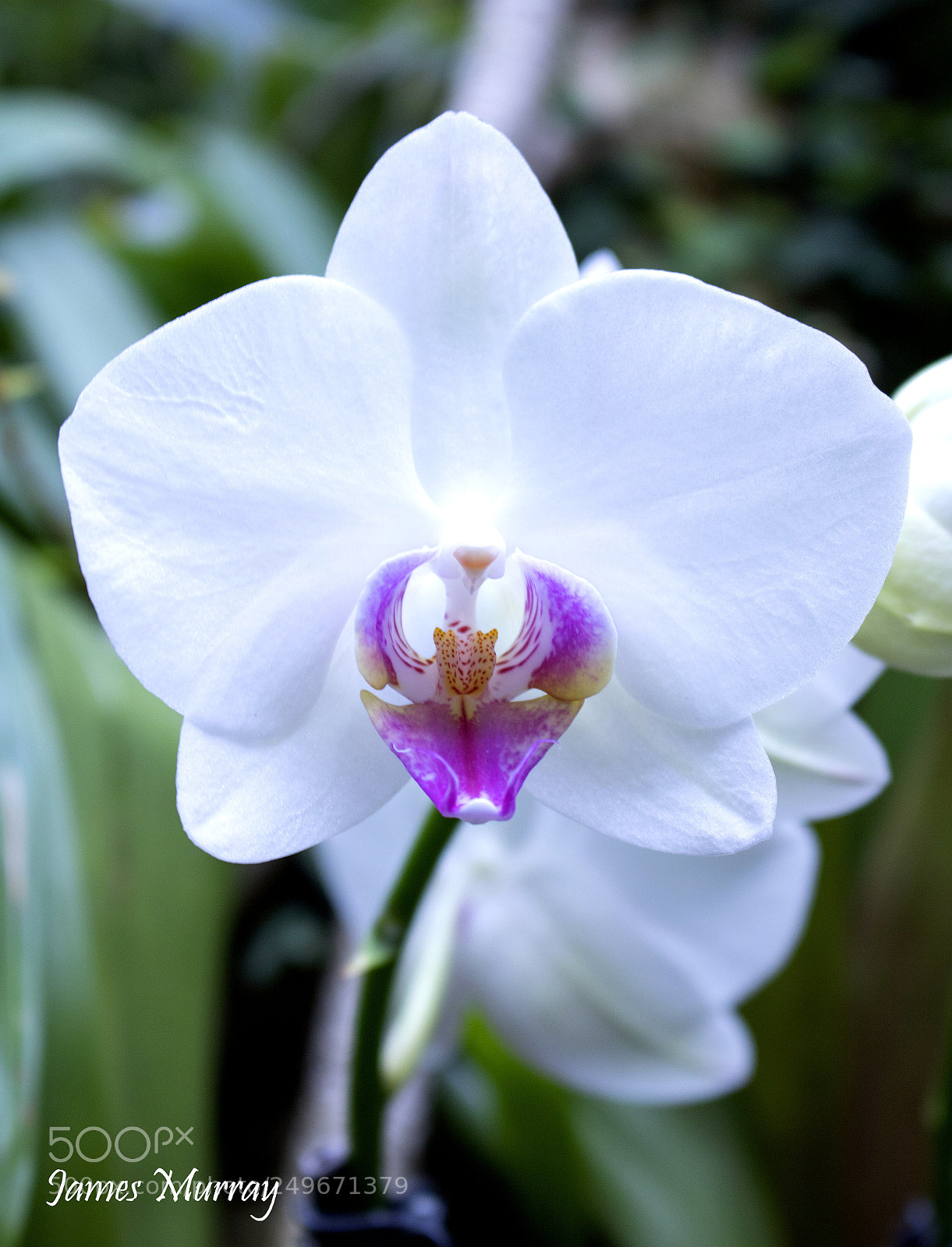 Canon EOS 750D (EOS Rebel T6i / EOS Kiss X8i) sample photo. White orchid photography