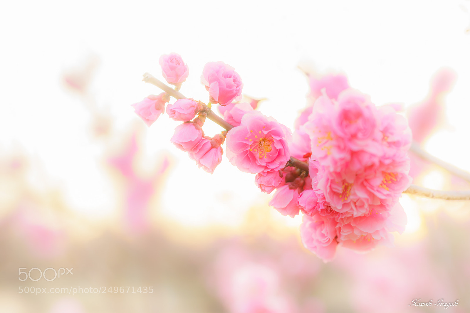 Sony SLT-A99V sample photo. Plum blossoms at dusk photography