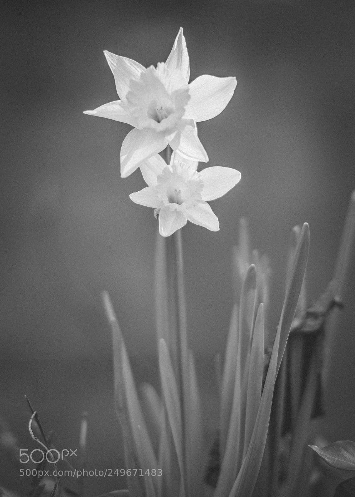 Sony a7R II sample photo. Untitled photography
