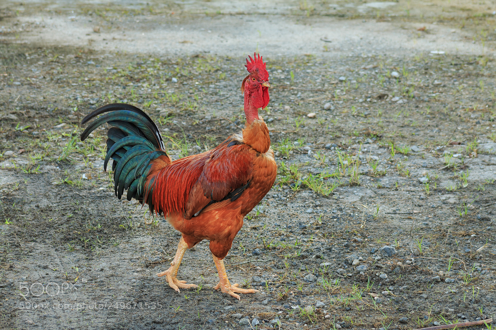 Canon EOS 70D sample photo. The beautiful rooster photography