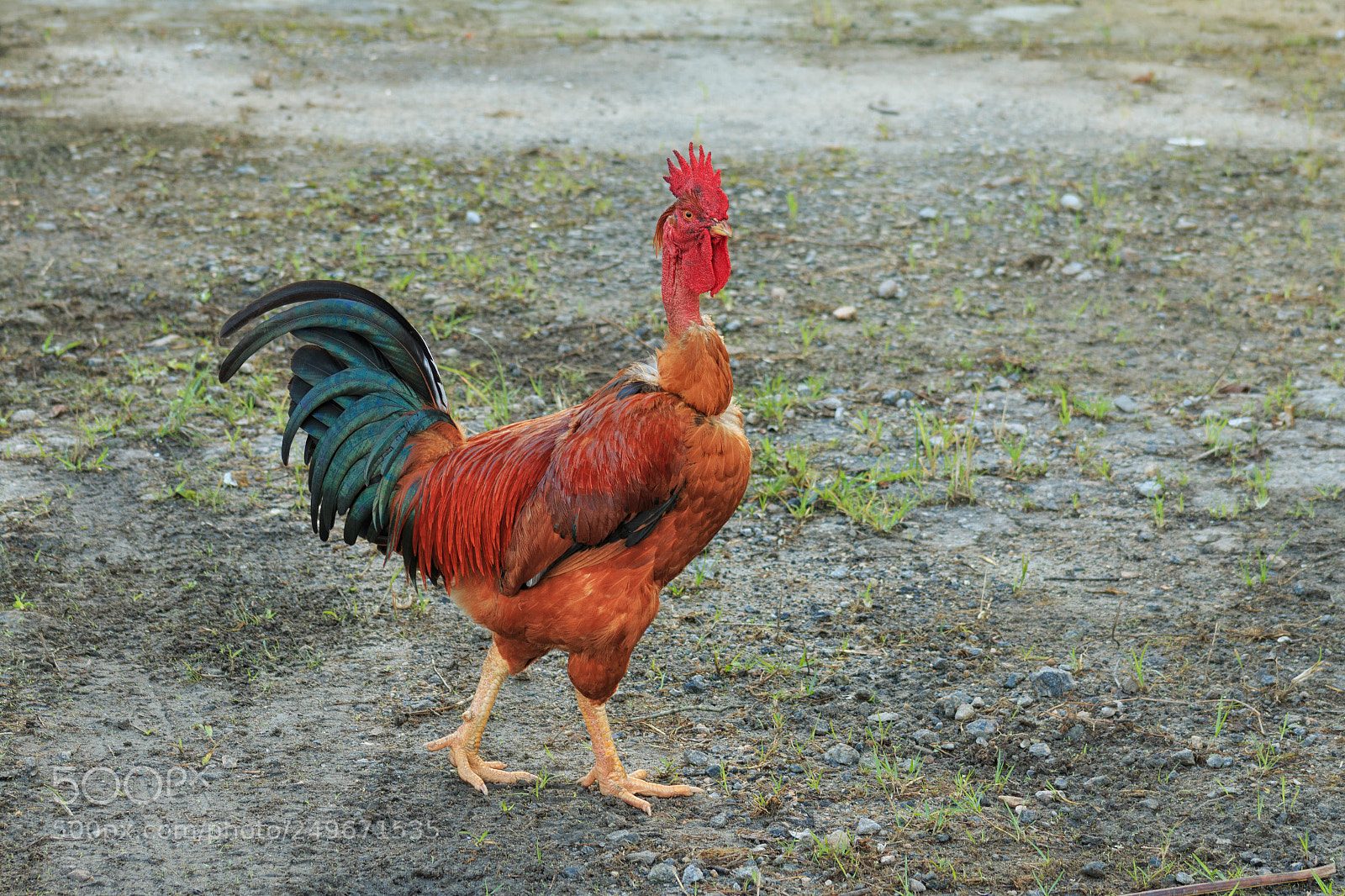Canon EOS 70D sample photo. The beautiful rooster photography