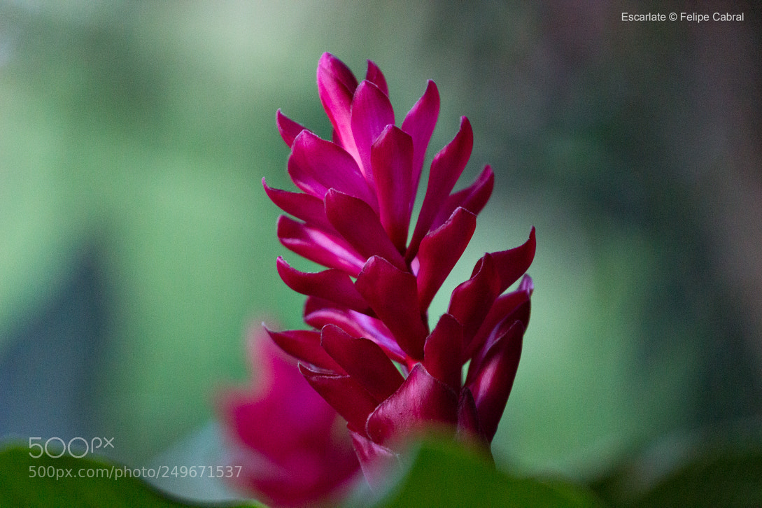 Canon EOS 600D (Rebel EOS T3i / EOS Kiss X5) sample photo. Escarlate photography