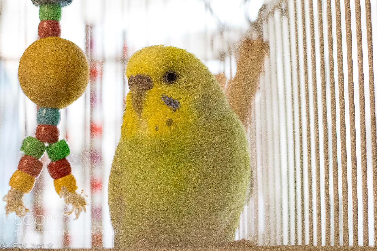 Canon EOS 7D Mark II sample photo. Mustard photography