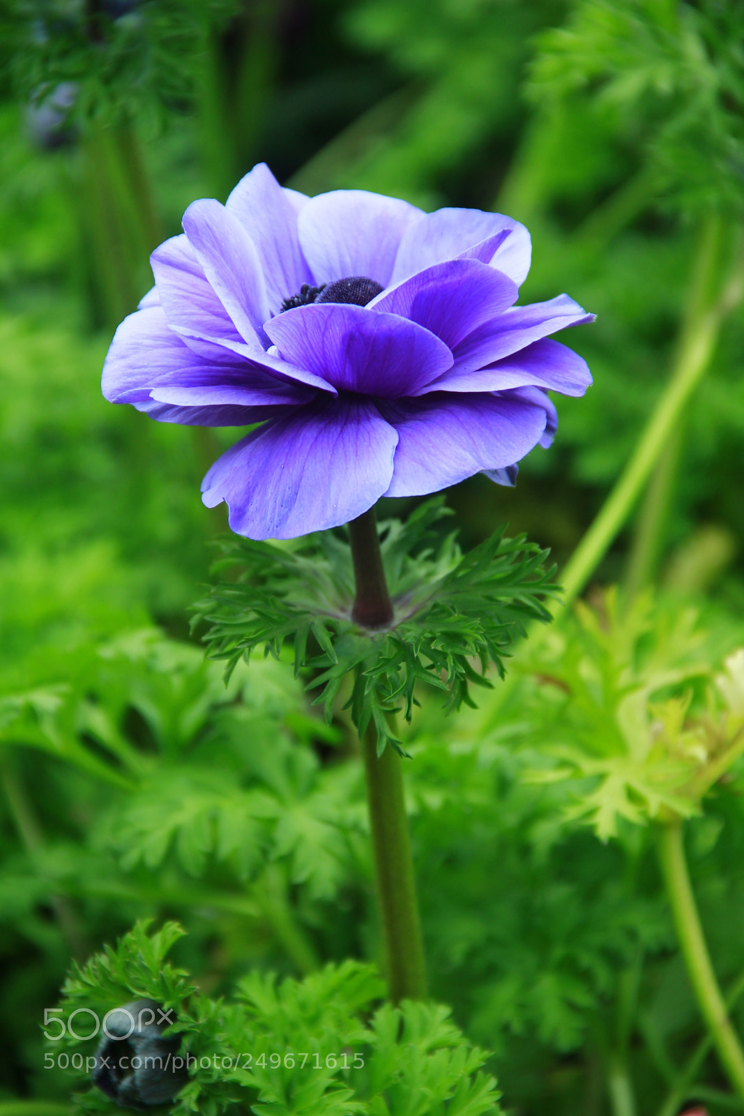 Canon EF-S 18-135mm F3.5-5.6 IS sample photo. 郁金香011 photography