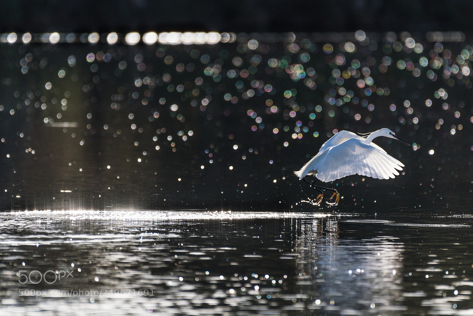 Nikon D810 sample photo. Garzetta photography