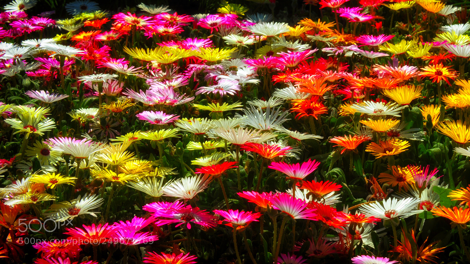 Nikon D90 sample photo. Daisy meadow photography