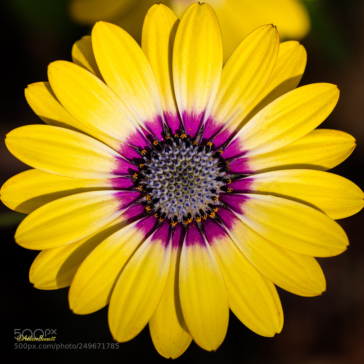 Canon EOS 5DS sample photo. Yellow flowerc photography