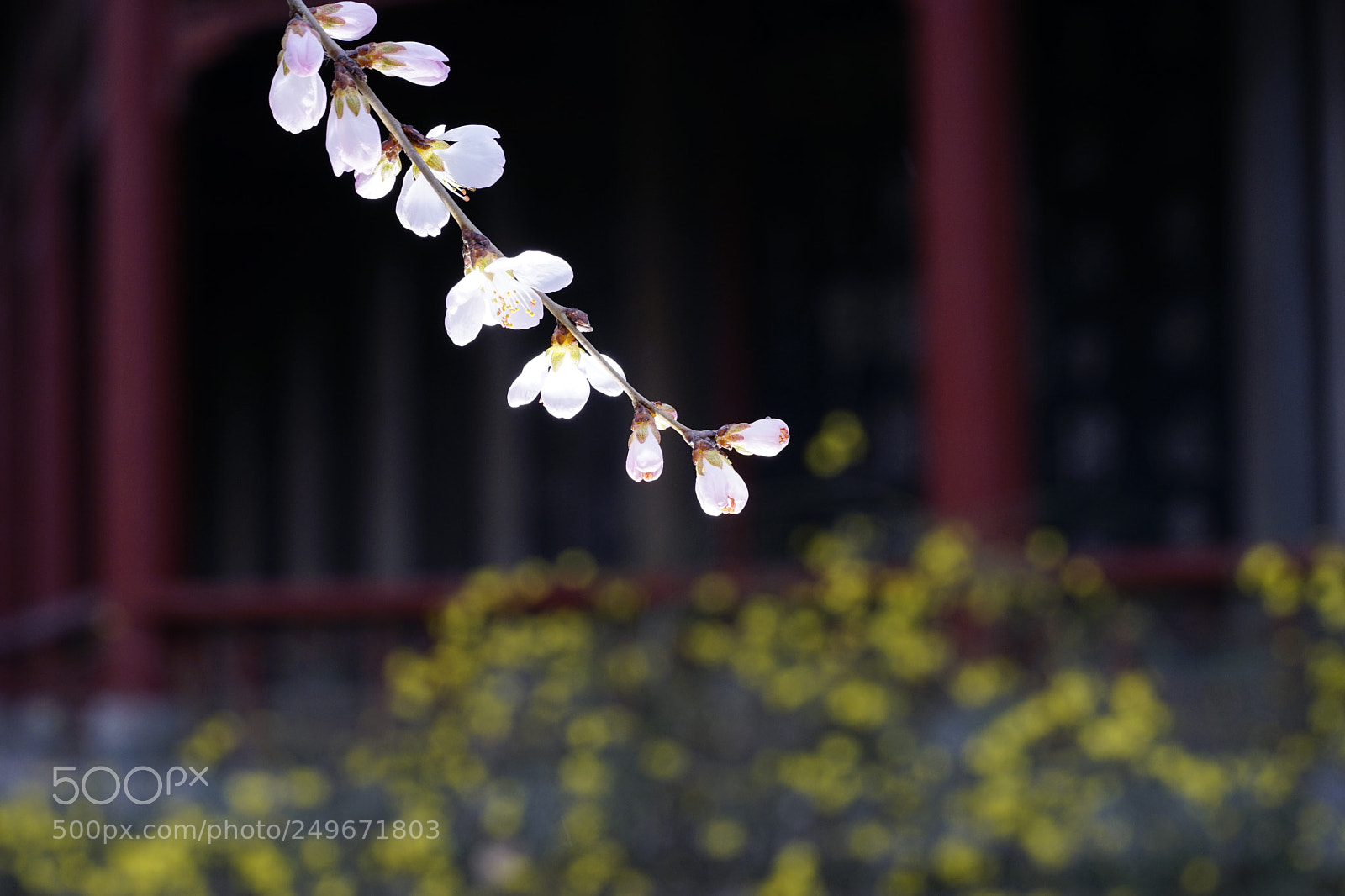 Sony a7 II sample photo. 一枝春 photography