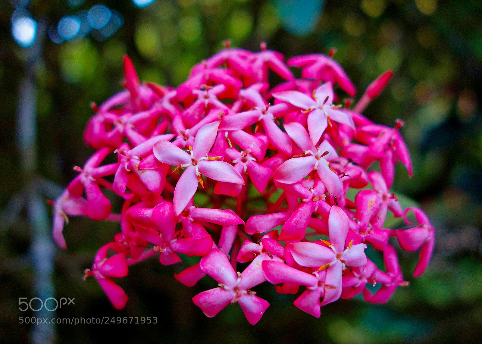 Sony Cyber-shot DSC-RX100 sample photo. Hot pink tropical cluster photography
