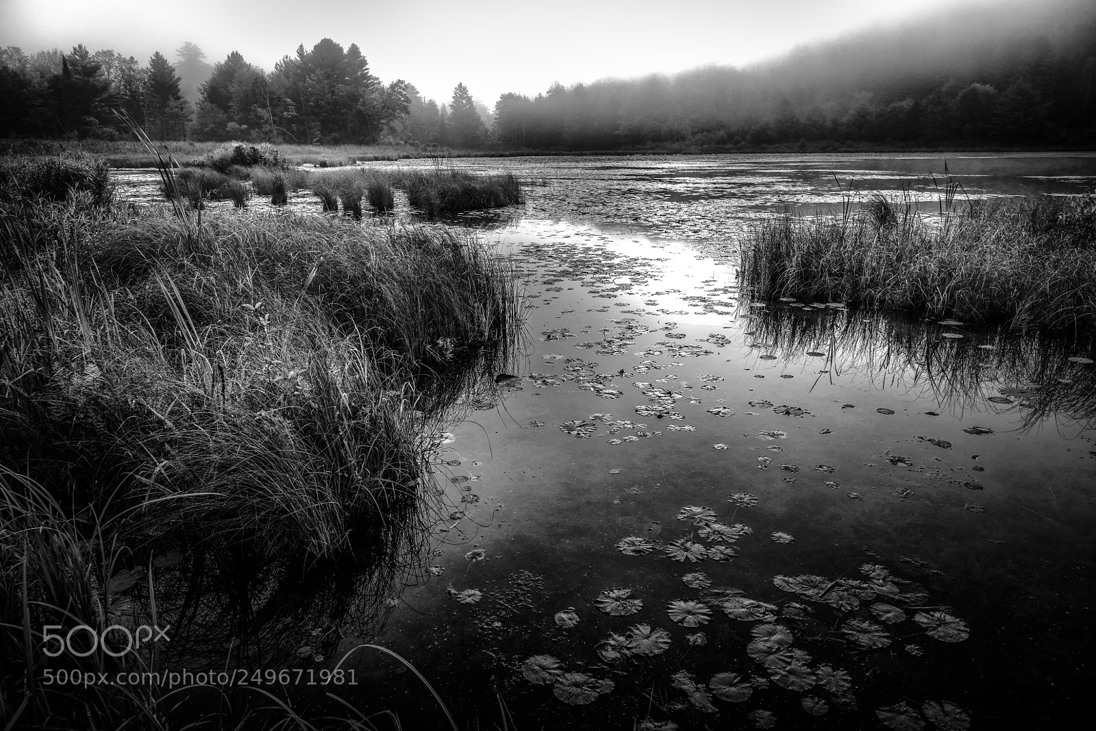 Canon EOS 5D Mark IV sample photo. Foggy morning marsh photography