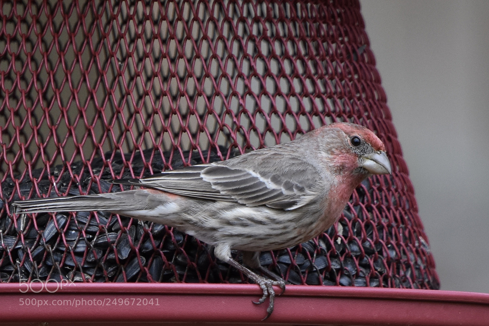 Nikon D7200 sample photo. Finch 2 photography